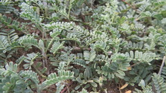 Adesmia incana