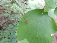 Leiobunum ventricosum