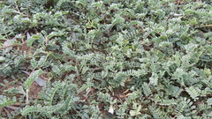 Adesmia incana