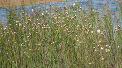 Baccharis juncea