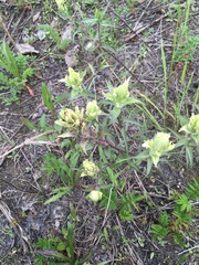 Castilleja pallida caudata