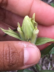 Castilleja pallida caudata
