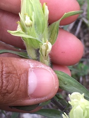 Castilleja pallida caudata