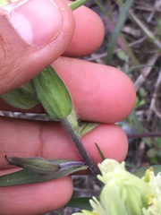 Castilleja pallida caudata
