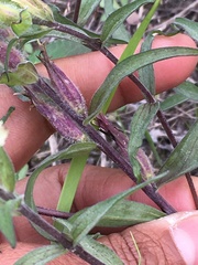 Castilleja pallida caudata