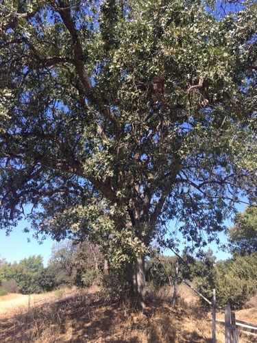 photo of Valley Oak (Quercus lobata)