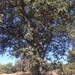 photo of Valley Oak (Quercus lobata)