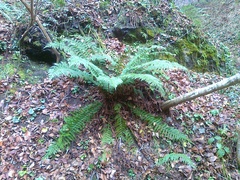 Polystichum × luerssenii
