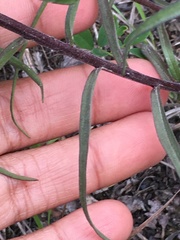 Castilleja pallida caudata