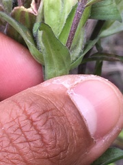 Castilleja pallida caudata