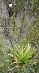 Eriocaulon decangulare image