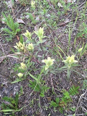 Castilleja pallida caudata
