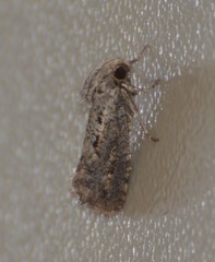 Acrolophus popeanella