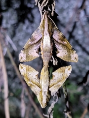 Eupanacra