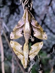 Eupanacra