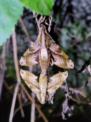 Eupanacra