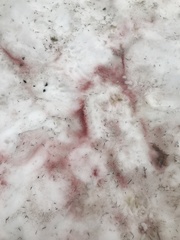 Chlamydomonas nivalis