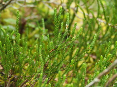 Diphasiastrum sitchense