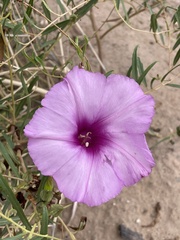 Ipomoea leptophylla