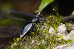 Neolucanus sinicus championi