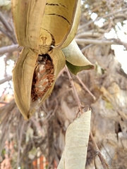 Cryptostegia