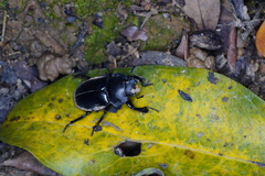 Neolucanus sinicus championi