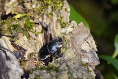 Neolucanus sinicus championi