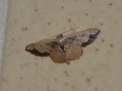 Idaea kendallaria