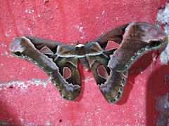 Rothschildia cinctus cinctus