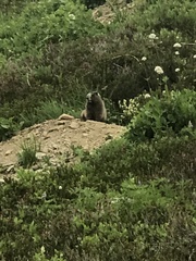 Marmota caligata