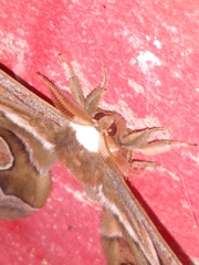 Rothschildia cinctus cinctus
