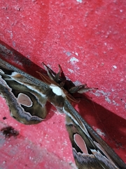 Rothschildia cinctus cinctus