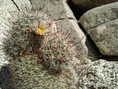 Mammillaria dioica