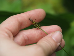 Carex nigricans