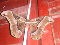 Rothschildia cinctus cinctus