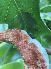 Aceria litchii