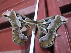 Rothschildia cinctus cinctus