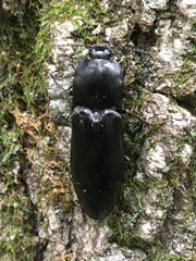 Melanactes