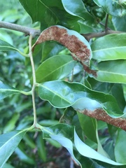 Aceria litchii