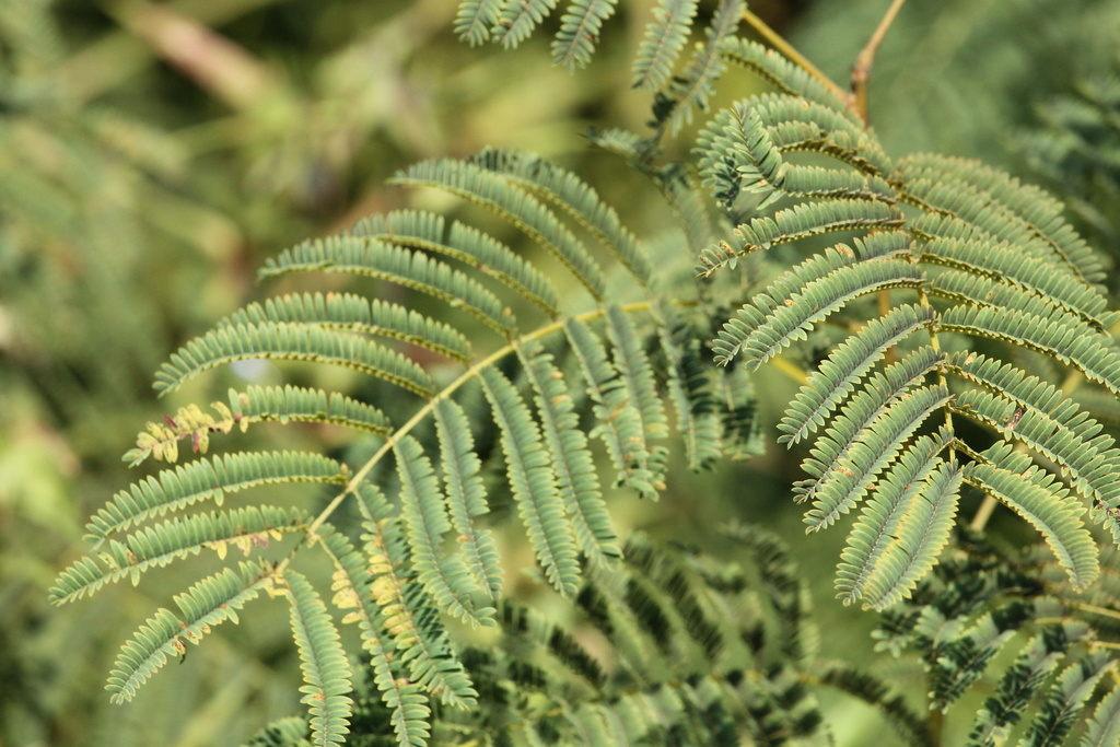 prairie acacia