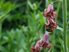 Anticlea occidentalis