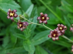 Anticlea occidentalis