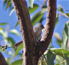 Contopus cinereus