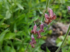 Anticlea occidentalis