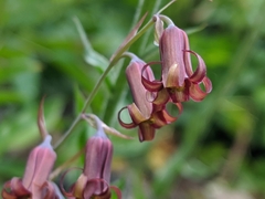 Anticlea occidentalis