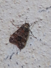Eucereon myrina