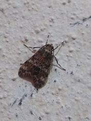 Eucereon myrina
