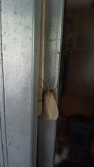 Pygarctia abdominalis