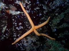 Henricia leviuscula