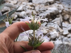Salvia eremostachya